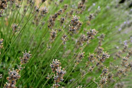 Lavender in the village of Clonas Sur Vareze in France.