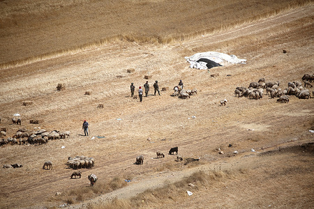 Palestinian shepherds and farmers are seen in the plains of Salem village as Israeli soldiers guard a nearby military zone. The Israeli military routinely bars Palestinian farmers and shepherds from accessing their agricultural lands to harvest crops by declaring the areas closed military zones, frequently citing security concerns and the need to prevent violent friction with nearby Israeli settlers.
