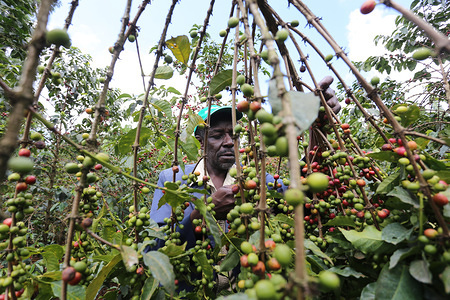 Ngatia Wanjohi, a farmer tends his coffee at his farm in Gichatha-ini village in Nyeri County, 125 Kilometers North of Kenya’s capital Nairobi. Harvesting season is at its peak and farmers are already picking ripe berries, which they deliver to the local factory. Coffee is the main source of income for most farmers earning an average 0.8 USD per kilogram of cherry. The farmers grow Arabica coffee, whose beans are widely sought in the world market among them consumers in Europe and USA. Picture taken on November 22, 2017, two days after the Supreme Court of Kenya upheld President Uhuru Kenyatta’s election. Opposition Leader Raila Odinga dismissed the elections as a sham and said he will not recognize Mr. Uhuru’s victory.
