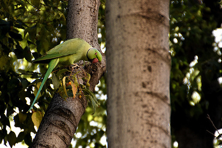 A ring-necked parakeet, also called a rose-ringed parakeet, perches on a tree to eat fruit.