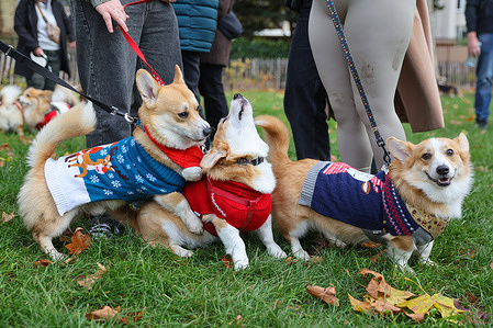 Corgis seen dressed in Christmas jumpers take part in a Christmas Jumper Corgi Parade.