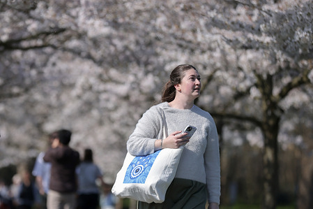 A woman looks at cherry blossom trees at Battersea Park in London as dry, spring weather continues in the capital.