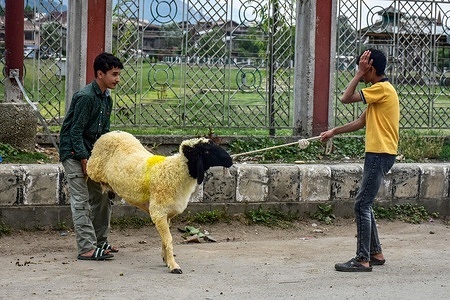 Kashmiri boys walk with a purchased sheep at a livestock market ahead of the Muslim festival, Eid al-Adha. Muslims across the world are preparing to celebrate the annual festival of Eid al-Adha, or the Festival of Sacrifice, which marks the end of the Hajj pilgrimage to Mecca and in commemoration of Prophet Ibraham's readiness to sacrifice his son to show obedience to God.