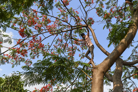 A kid climbs on a Royal Poinciana tree to pluck newly bloomed blossoms.
Royal Poinciana called “Krishnachura” in Bangladesh is a rainy season flower and blooms when rains are continuous. After the rains it looks like a Flower of the fire tree. In Bangladesh blooming season is April- May.