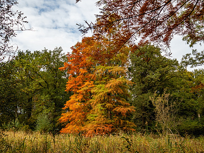 Some trees are already showing ochres colors. With the arrival of Autumn weather, the Dutch landscapes turn into paintings of red, orange, and golden yellow. Autumn is the perfect season to take pictures of nature and enjoy the marvelous sights. The Netherlands has many wooded areas with hiking trails that are easy to follow.