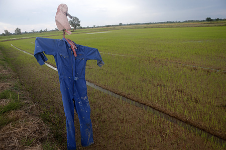 A scarecrow seen stands in a rice field to chase away birds that might come down to eat rice in Nakhon Sawan province, north of Bangkok.