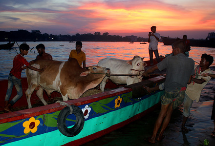 Traders offload cattle from a boat at Postogola in Dhaka on the bank of the Buriganga, where a makeshift market of sacrificial animals has been set up ahead of Eid-ul-Azha.