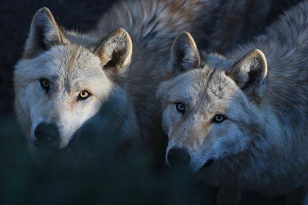Two gray wolves seen at Madrid zoo. They arrived from a French zoo December 2017. According to their keepers, they have adapted perfectly to their enclosure.
Grey wolf is classified as vulnerable by IUCN. Its distribution has been drastically reduced by poisonings, deliberate persecution due to predation on livestock and fear of attacks on humans and cattle.