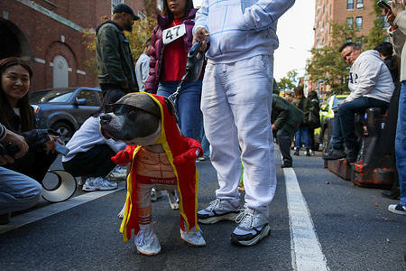 A dog is disguised as Rocky, at a Halloween parade in Washington Square Park, New York.