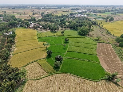 (EDITORS NOTE: Image taken with drone) Aerial view of the Barind region in Rajshahi, showing undulating high and low terrain, extensive rice fields, and harvested paddy spread out across farmland for drying. The Barind region in Rajshahi is currently experiencing a severe and prolonged drought, characterized by intense heatwaves and a significant lack of rainfall that has damaged local fruit crops like litchis. This water crisis, exacerbated by the region’s naturally undulating high and low terrain and declining groundwater levels, led the government to declare several subdistricts as water-stressed zones in late 2025.