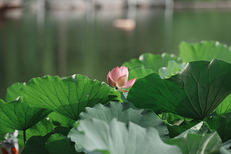 The 30th Lotus Flower Exhibition is held at Beihai Park in Beijing. 
Titled 'Lotus Symbiosis', the exhibition features premium lotus flowers at the Chanshi Temple area, past national gold award winners displayed in front of stone steles in the central courtyard, and over 200 bowls of bowl lotus in the rear yard.