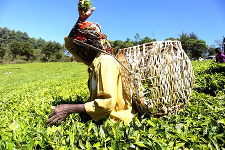 A woman worker seen plucking tea-leaves at the Nyayo Tea Zone in Nyeri County.
The farm is a state corporation producing and processing tea leaves. Kenyan tea is some of the best quality black tea in the world, winning international acclaim for its taste and aroma. Kenyan tea has gained recognition in markets across the world exporting to USA and other countries in Europe and Asia. Its popularity rose because of proven higher levels of antioxidants compared to tea produced in other parts of the world.