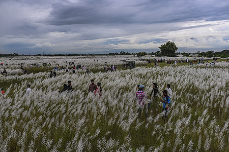 People visit kans grass flower field in the afternoon at Saraighat area In Dhaka.