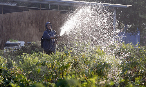 A man seen watering his vegetable garden at a school.