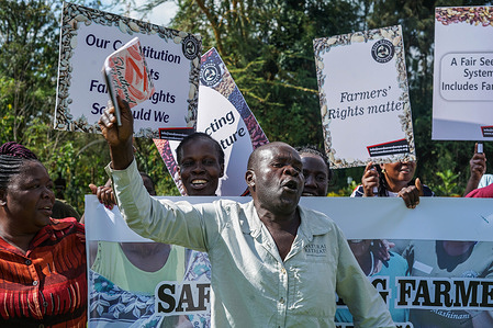 Farmers with placards celebrate a High Court judgment that declared unconstitutional sections of the punitive Seed and Plant Varieties Act during a virtual court session at the Seed Savers Network in Gilgil. Petitioners said the law unfairly criminalized smallholder farmers for saving, sharing, and exchanging indigenous seeds, imposed harsh penalties, and undermined smallholders’ seed sovereignty while favoring multinational companies.