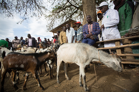 Kenyan men look on as famers sell and buy goats during a goat auction ahead of Easter celebration at livestock market in Nakuru.
Each year famer come to this live stock market to bid for their perfect goat before Easter.