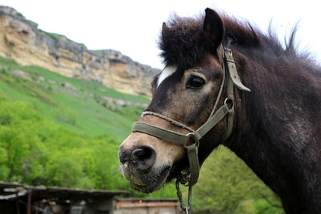 A Pony (Horse) seen in a meadow in the Caucasus Mountains on the territory of the Republic of Karachay-Cherkessia, near Honey Waterfalls, in the Russian Federation.