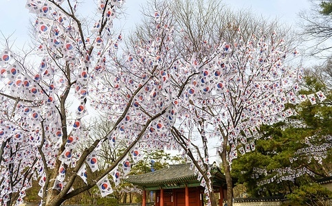Many Taegeukgi, the South Korean national flags, are decorated on the trees at the entrance to Hyochang Park in the center of Seoul to commemorate Korean Independence Movement Day. The Korean Independence Movement Day, or the March 1st Movement Day, is a national holiday in South Korea.
The Korean Independence Movement Day, also known as the March 1st Movement, was an important protest movement of Koreans in early 1919 demanding independence from Japan and an end to forced assimilation into Japanese culture.