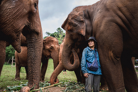 Lek Chailert stands closely surrounded by elephants at Elephant Nature Park, one resting its trunk gently against her. Known as the ìMother of Elephants,î she has dedicated her life to rescuing and protecting these giants from abuse and captivity. Thai conservationist Lek Chailert, founder of Elephant Nature Park in Chiang Mai, has dedicated her life to rescuing and rehabilitating elephants from the tourism and logging industries. Based in northern Thailand, her work focuses on ethical treatment, protection, and raising global awareness about elephant welfare.