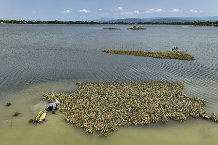 (EDITORS NOTE: Image taken with drone)
A farmer harvests paddy in a field inundated by flash flood in Kalmakanda. Heavy rainfall between April 26 and May 2 has submerged 46,730 hectares, or 10.27 percent of the total haor land. Residents reported that the area was flooded within 30 minutes due to heavy rain and sudden landslides. It has been raining for the last two days.