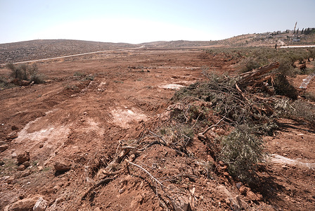 A view of uprooted olive trees on Palestinian farmland, uprooted by the Israeli occupation forces during a three-day raid and siege of the village of Al-Mughayyir in the West Bank city of Ramallah, after an Israeli settler was injured near the village.