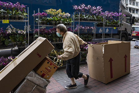 An elderly man pulling empty cardboard boxes for recycling as he walks past typical Chinese New Year theme flowers such as orchids during the preparations for the upcoming Chinese lunar new year Ox holidays.