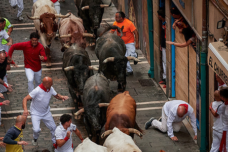A "mozo" falls to the ground in front of the bulls of the Miura ranch in the last bull running during the celebration of the San Fermín 2024 festivities. Eighth and last bull run through the streets of Pamplona involved ​​six bulls from the Miura ranch ran the stretch of the bull run in two minutes and twenty-two seconds. The Miura bulls from Seville are the bulls that weigh the most of all the San Fermín farms, their weight ranges between 590 and 650 kilos per specimen, they are very noble bulls that make the journey without defeats and are closely linked within the herd. 

The festival of San Fermín is a week-long celebration held annually in Pamplona, Navarre, Spain. It starts at noon on July 6 and ends at midnight on July 14. The festivities begin with a firework (chupinazo) and end with the song "Pobre de mí." Bullfighting and the bull run are among the highlights of the festival.