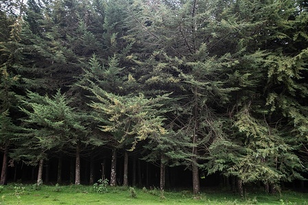 A mature exotic tree plantation at Eastern Mau Forest in Nakuru County. A court in Kenya has halted the execution of President Ruto's order to lift a six-year-long logging ban citing insufficient public engagement prior to the decision. President William Ruto, when announcing the lifting of the ban, stated that the matured trees were rotting in the forest and required harvesting. Environmental groups are opposed to the presidential directive arguing that the exercise is going to cause irreversible environmental damage.