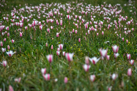 Wild tulips are seen in full bloom during a spring season in Pampore, about 25kms from Srinagar, the summer capital of Jammu and Kashmir.
