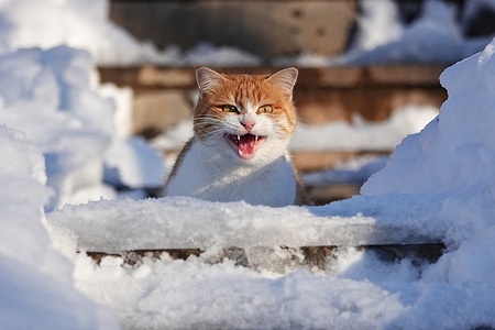 A hungry stray cat meows for food from passersby in Diyarbakir.
