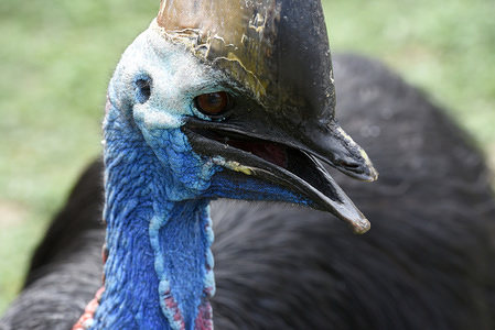 A specimen of Southern cassowary is seen in his enclosure at Madrid zoo.
Cassowary is called "the living dinosaur" because it retains a great resemblance to its Mesozoic cousins. They are threatened by: hunters, highway crashes and dog attacks on young cassowaries.