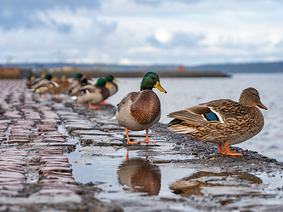 Ducks in Petrozavodsk seen after the rain in autumn on the city embankment of the Onega Lake. Autumn views of Petrozavodsk, the capital of the Republic of Karelia in northwestern Russia.
