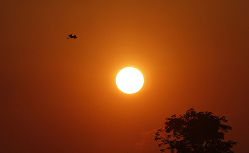 A stork flies back to it nest during a sunset.