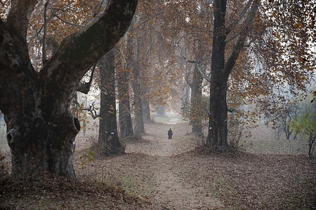 A man is seen walking along a path scattered with maple leaves at the Mughal Garden on a chilly autumn day. The Meteorological Centre Srinagar issued a fresh advisory on Thursday, stating that isolated higher reaches of Jammu and Kashmir are likely to receive a brief spell of very light snowfall between December 2 and 3. The department also predicted a further dip of 1–2°C in both maximum and minimum temperatures from November 22 onwards.