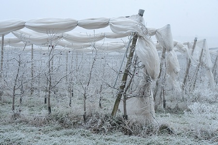 Apple trees with fruits are seen blanketed in snow during the extreme cold in the village of Maclas.