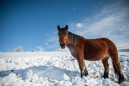 Pottokas seen grazing in the fields of the Pyrenees of Navarra covered with snow. Pottoka is a mare that was formerly used to work in the fields, now it is mainly used for meat.