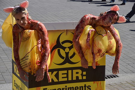 PETA (People for the Ethical Treatment of Animals) activists dressed as pigs with wounds in a 'biological waste bin' and a dog with forced inhalation apparatus, surrounded by bags of 'clinical waste' and 'entrails', stage a protest outside the parliament on World Day for Animals in Laboratories, calling on UK Prime Minister Keir Starmer to end animal experiments.