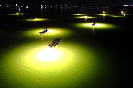 Fishermen are flocking to the mouth of the Yoshino River in Tokushima Prefecture as the season for catching glass eels, or juvenile eels, reaches its peak. Before dawn, small boats and larger fishing vessels equipped with bright gathering lights quietly gathered on the water. Red, blue, yellow, and green lights ripple across the river’s surface, evoking a constellation against the winter darkness. Glass eels measure about five centimeters long and are drawn from the sea into the river by the lights, then scooped up in nets. Known as “white diamonds” for their high market value, these tiny eels are a prized catch in Japan’s lucrative eel trade.