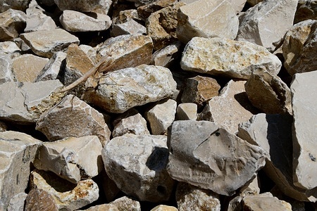A white praying mantis camouflaged among pebbles in the village of Clonas-sur-Vareze, France.