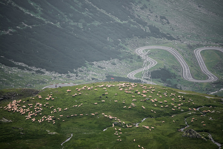 Sheep are seen on the mountain slopes around the Transfagarasan road. The Transfagarasan road, built from 1970-1974 on the personal orders of Nicolae Ceausescu, who wanted to create a strategic route across the Fagaras Mountains to ferry troops north should Romania be invaded by the USSR. The road climbs to an altitude of 2,042 metres (6,699 ft), making it the second highest mountain pass in Romania after the Transalpina. It is a winding road, dotted with steep hairpin turns, long S-curves, and sharp descents. It is both an attraction and a challenge for hikers, cyclists, drivers and motorcycle enthusiasts.
