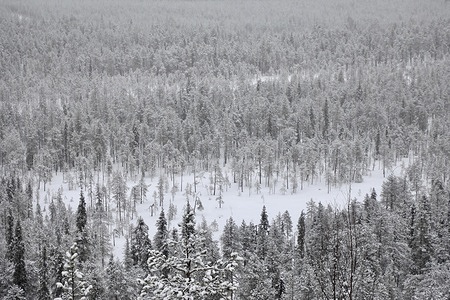 A forest of pine trees is seen during a snowfall in Jokkmokk, Swedish Lapland. Sweden accounts for around 18% of the European Union's total forest area. 70% of the Swedish territory is covered by forests.