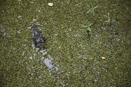 An alligator is seen in a swamp covered with duckweed in the Barataria Preserve. Barataria Preserve is a 26,000-acre wild Louisiana wetland, part of the Jean Lafitte National Historical Park and Preserve.