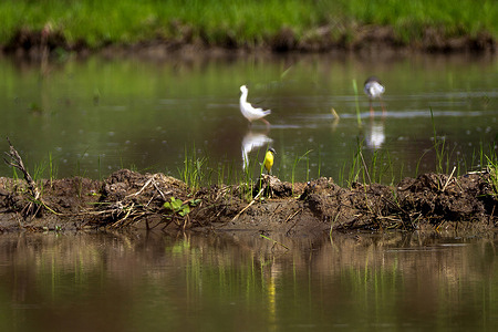 A Western Yellow Wagtail is seen standing in the middle of a rice field in Mueang Lamphun District, Lamphun, Thailand. During the cool season each year, various bird species, both local and migratory, arrive in Lamphun, which becomes a temporary haven for birds escaping the cold from northern regions such as China and Russia.