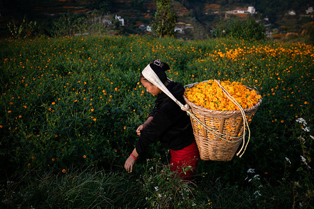 A woman picks marigold flowers to be used during the Tihar festival also called Dipawali.
Tihar is the second biggest festival of Nepal which is devoted to a different animal or object of worship, including cows, crows and dogs. The festival celebrates the powerful relationship between humans, gods and animals.