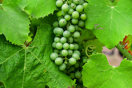 A vineyard with green grapes in the Rhone Valley in the village of Clonas sur Vareze in France.