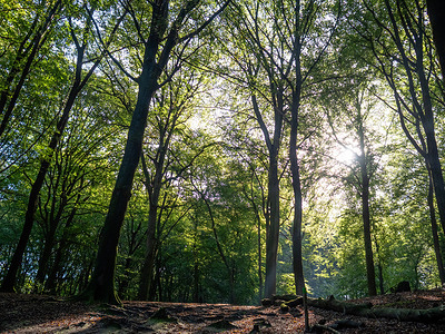 A view of a forest illuminated by some rays of light. With the arrival of Autumn weather, the colors in nature have started to change, and after several rainy days, people could enjoy the warm temperatures in the countryside. Autumn is the perfect season to take pictures of nature and enjoy the marvelous sights. The Netherlands has many wooded areas with hiking trails that are easy to follow.