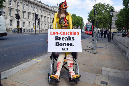 PETA, activists dressed as chickens with broken legs and with one activist in a wheelchair hold a placard during a demonstration outside Downing Street. PETA (People for the Ethical Treatment of Animals) activists call on the government not to weaken welfare regulations by legalising the catching of chickens by their legs and holding them upside down before they are put into crates and shipped to be killed for meat.