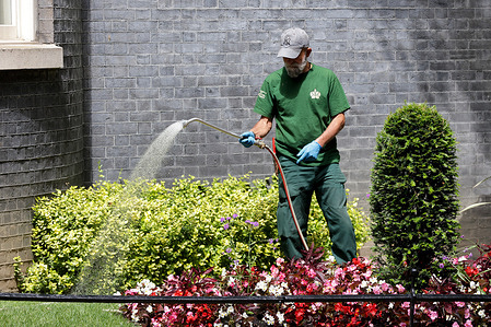 A gardener waters a flower bed with a hosepipe in the front garden of No 10 Downing Street.