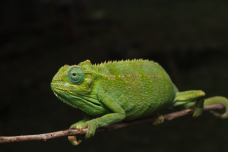 The Elliot's Chameleon scientifically known as Trioceros ellioti clings to a branch with his curled tail at a farm in Kitumba village.
The Elliot's Chameleon is a one of the charming species, native to Eastern Africa. Male and females bear some features that make them desirable, other than their color and shape. It is a relatively small chameleon found naturally in Eastern African countries such as Tanzania, Uganda, Kenya, Congo, Rwanda, Burundi, and South Sudan. The chameleon has different other common names such as Groove-throated Chameleon, Side-striped Chameleon, or Elliot's Chameleon. However, these common names are not used often. Instead, many people refer to them using their scientific name, Trioceros ellioti.