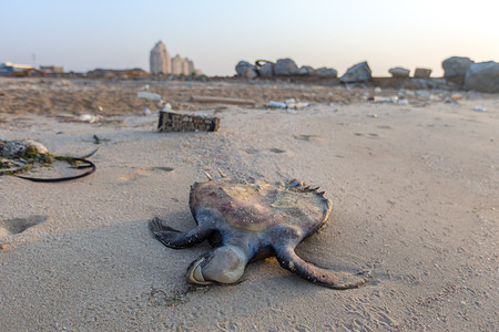 Sea turtle seen lying on the ground dead at the Al Jazirah beach.
Al Jazirah beach is located near the upmarket residential area of Al Hamra Village in Ras Al Khaimah. The beach is littered with plastic bags, plastic bottles, fish nets, fishing lines, construction wood, dead fish and even a dead turtle. The area has become a dumping ground for unwanted human and construction waste over the last few years.